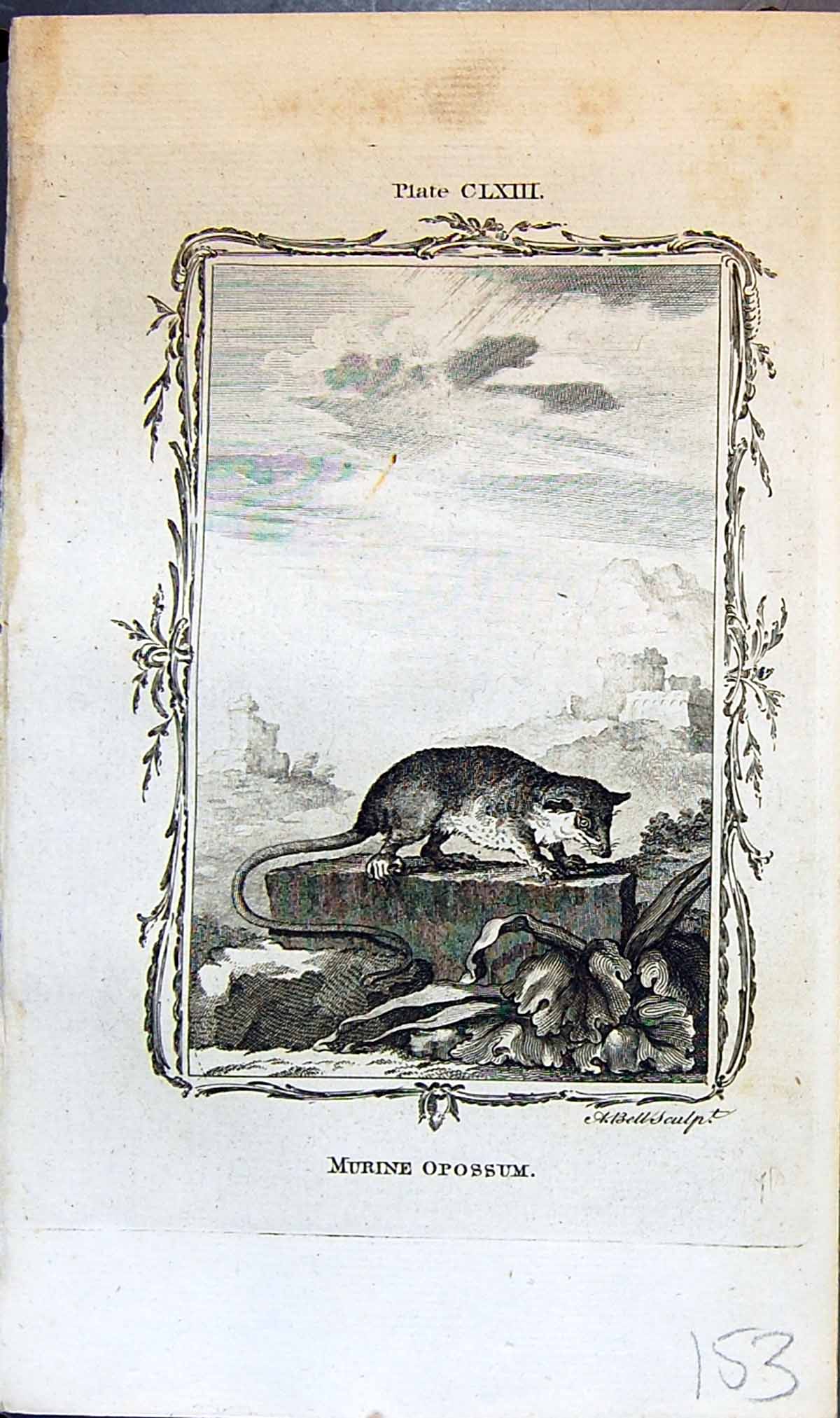 Old Antique Print Murine Opossum Bell Buffon Natural History Animal 1791 18th