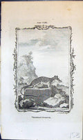 Antique Old Print Virginian Opossum Bell Buffon Natural History Animal 1791