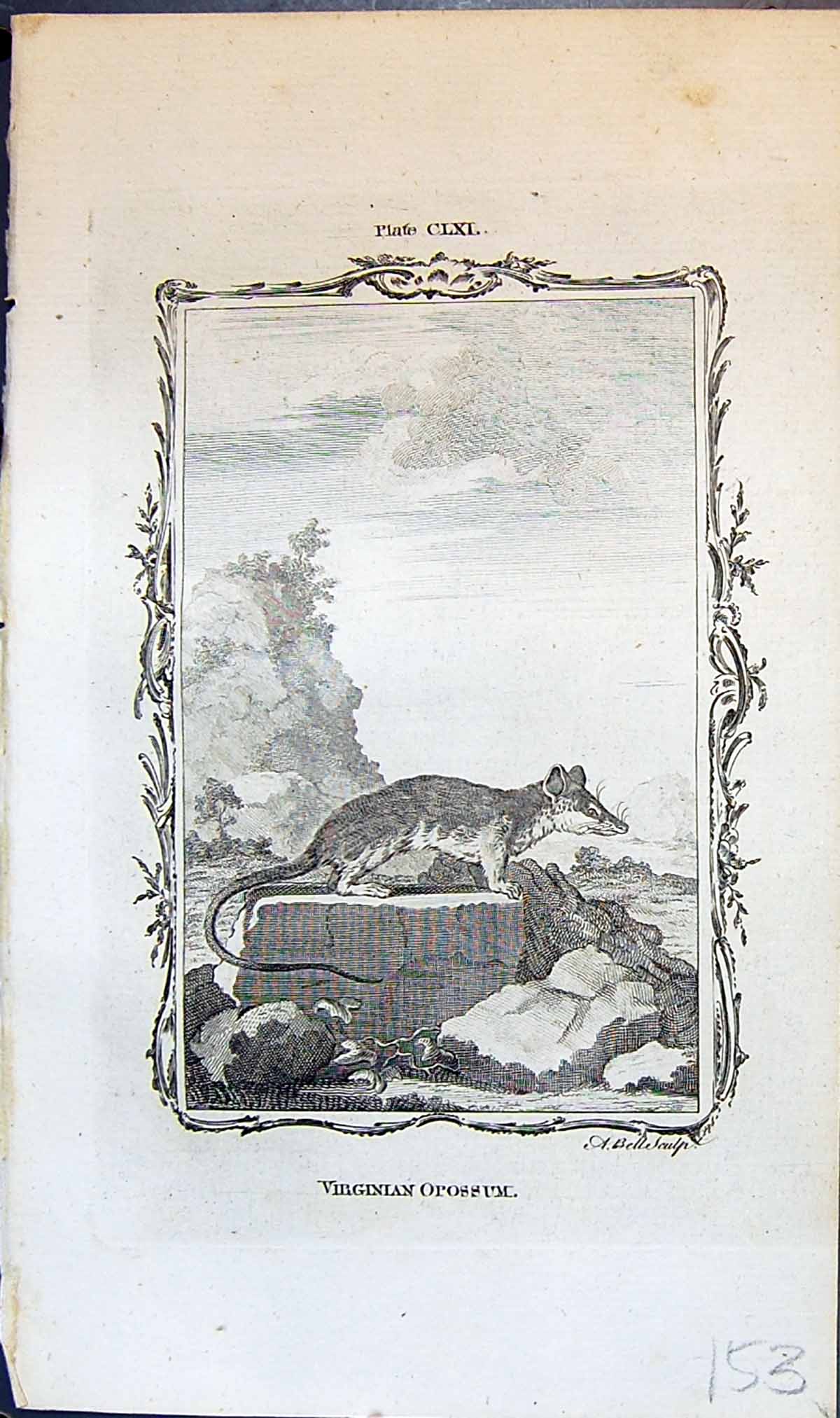 Antique Old Print Virginian Opossum Bell Buffon Natural History Animal 1791