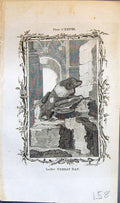 Antique Old Print Lesser Ternat Bat Bell Buffon Natural History Animal 1791