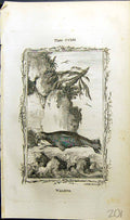 Original Old Antique Print Walrus Bell Buffon Natural History Animal 1791 18th