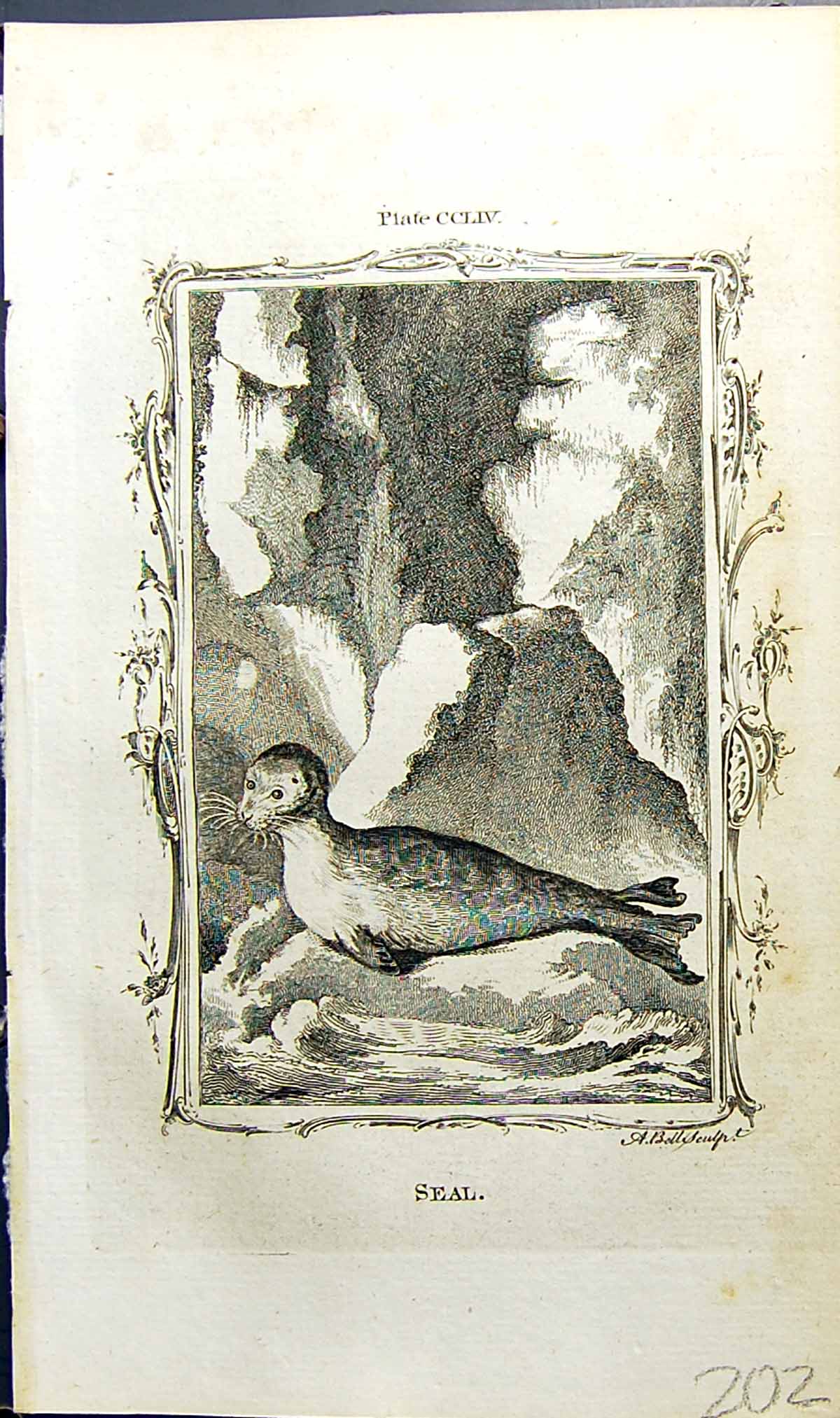 Original Old Antique Print Seal Bell Buffon Natural History Animal 1791 18th