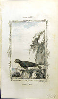 Original Old Antique Print Small Seal Bell Buffon Natural History Animal 1791
