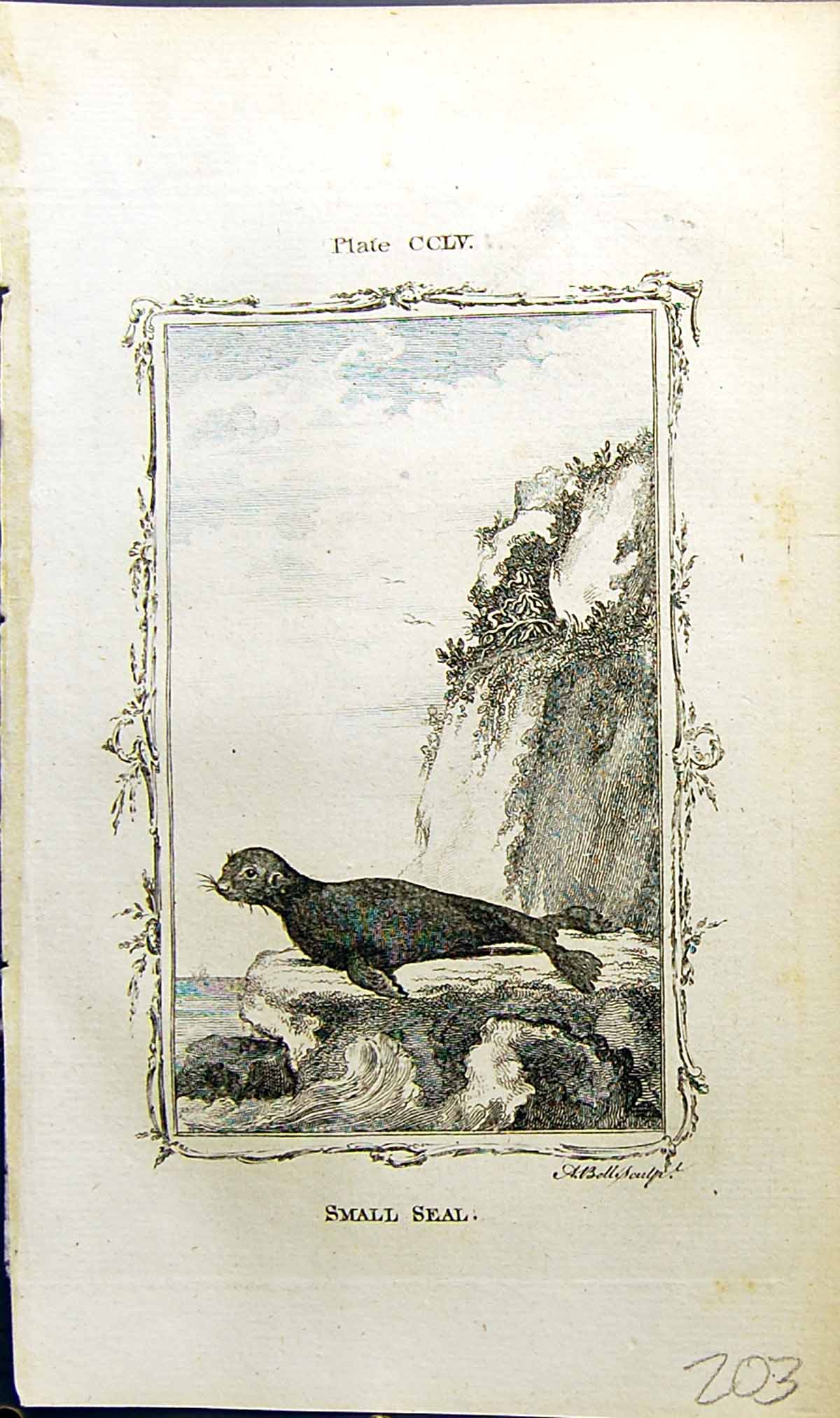 Original Old Antique Print Small Seal Bell Buffon Natural History Animal 1791