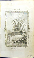 Old Antique Print Canadian Otter Bell Buffon Natural History Animal 1791 18th