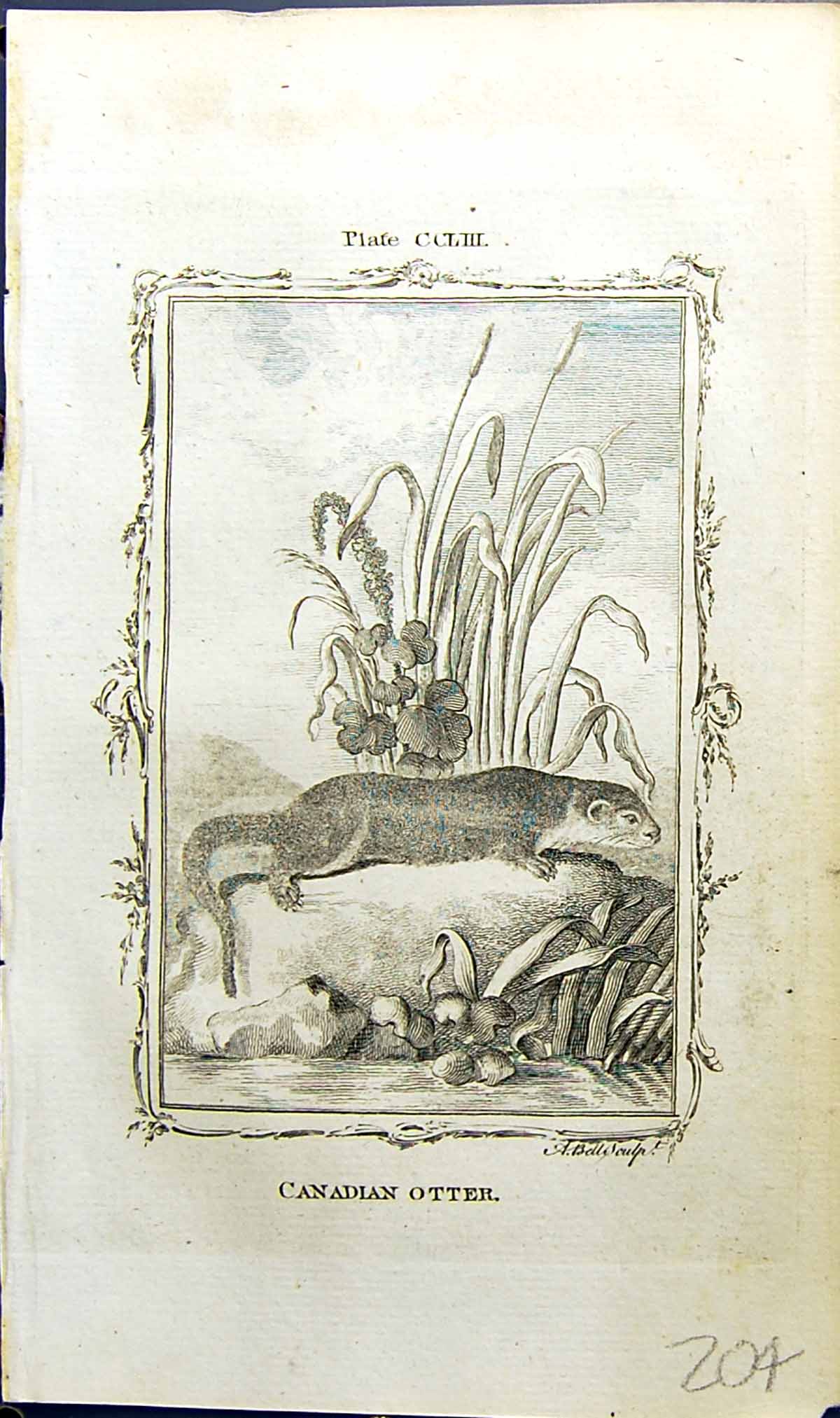 Old Antique Print Canadian Otter Bell Buffon Natural History Animal 1791 18th