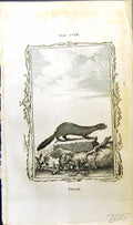 Original Old Antique Print Vison Bell Buffon Natural History Animal 1791 18th