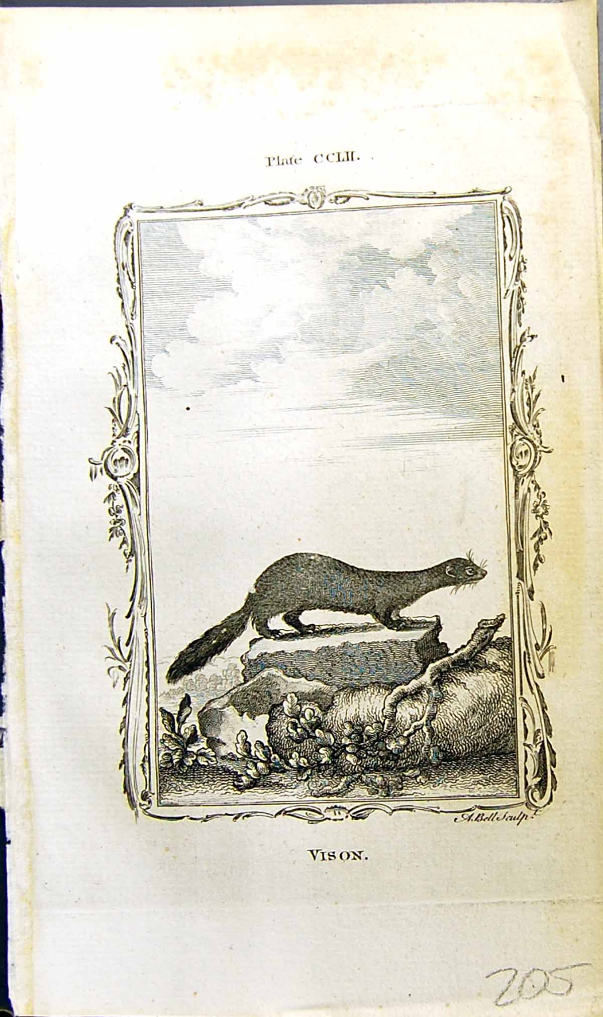 Original Old Antique Print Vison Bell Buffon Natural History Animal 1791 18th