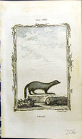 Original Old Antique Print Pecan Bell Buffon Natural History Animal 1791 18th