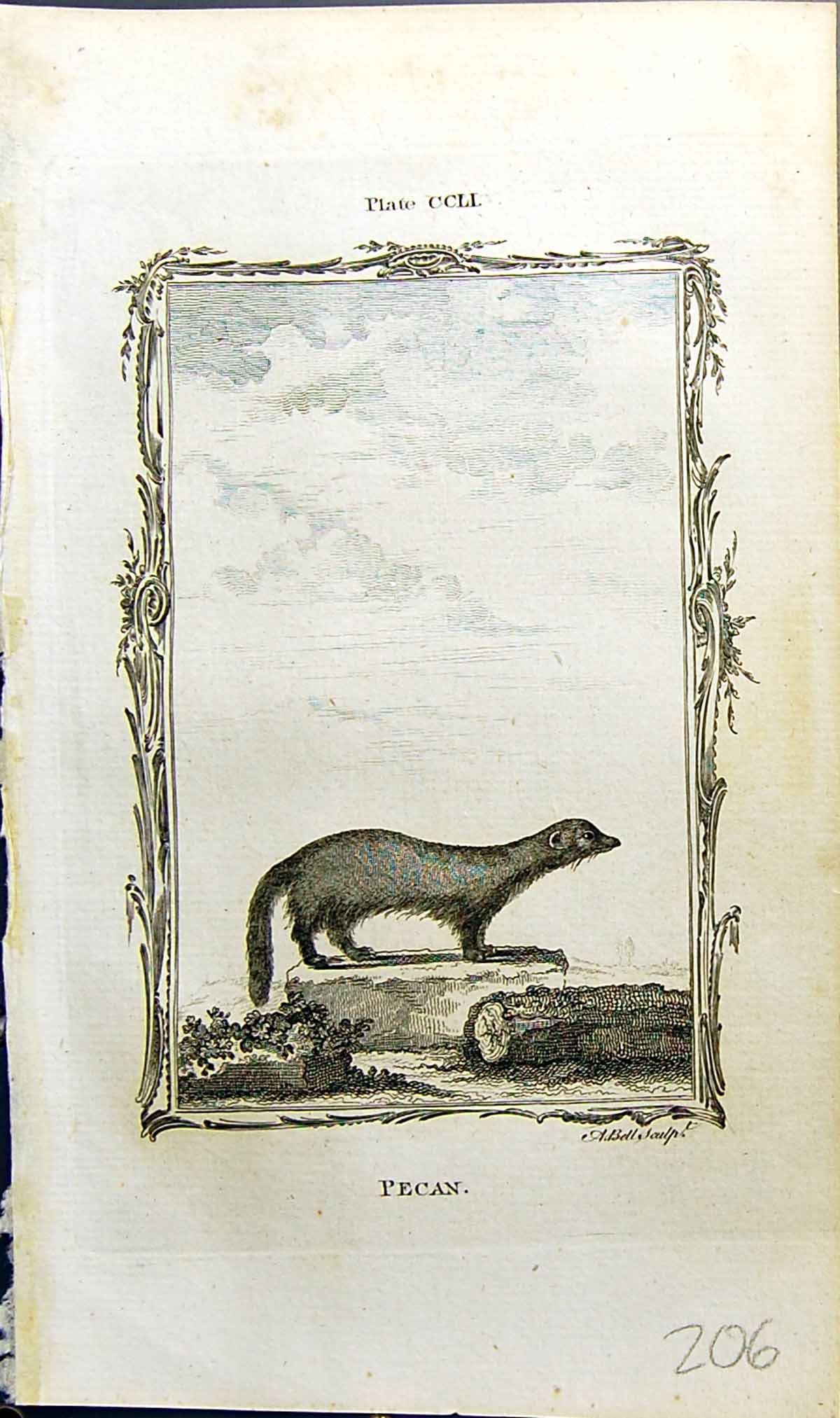 Original Old Antique Print Pecan Bell Buffon Natural History Animal 1791 18th