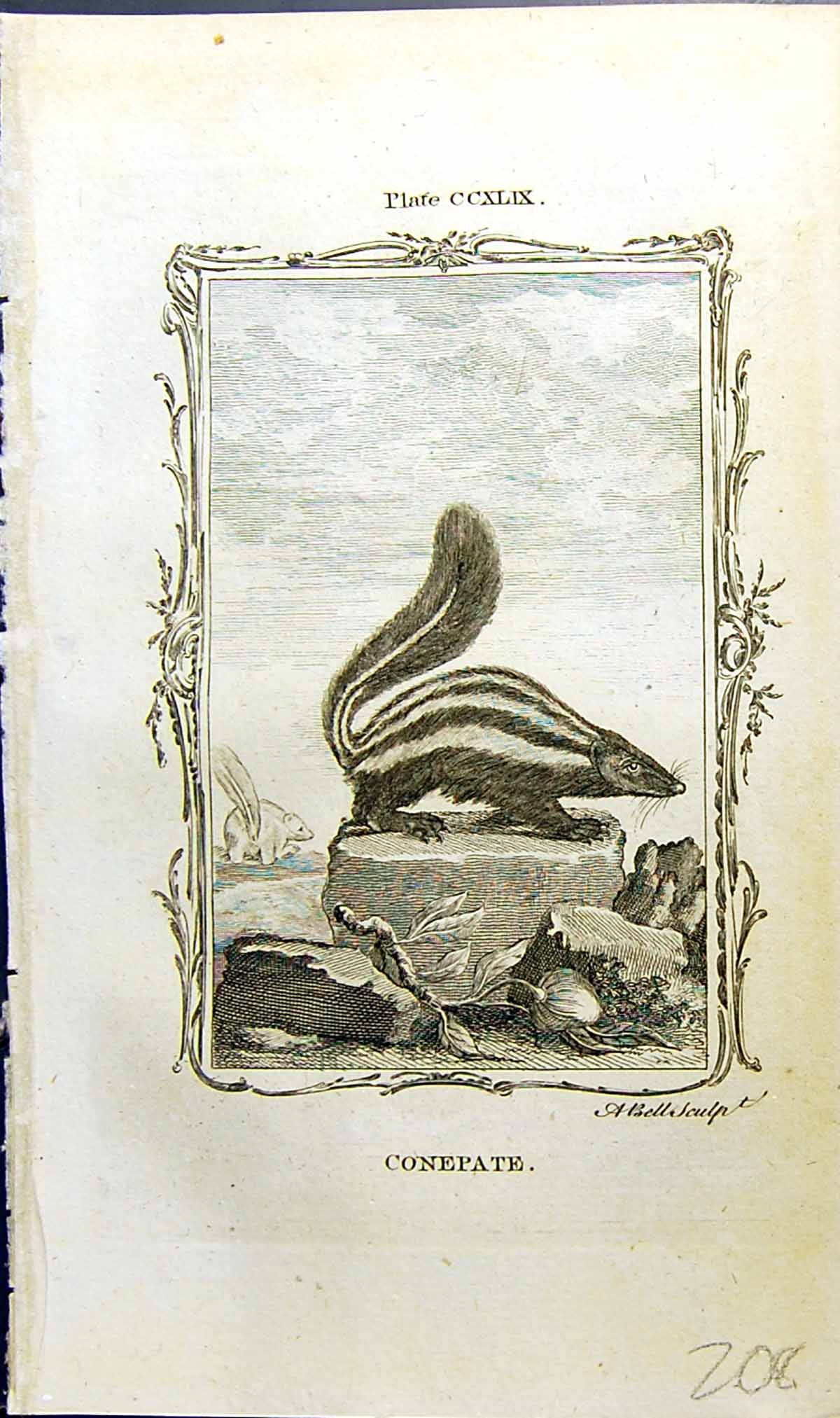 Original Old Antique Print Conepate Bell Buffon Natural History Animal 1791