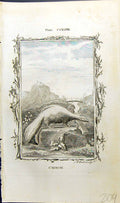 Original Old Antique Print Chinch Bell Buffon Natural History Animal 1791 18th