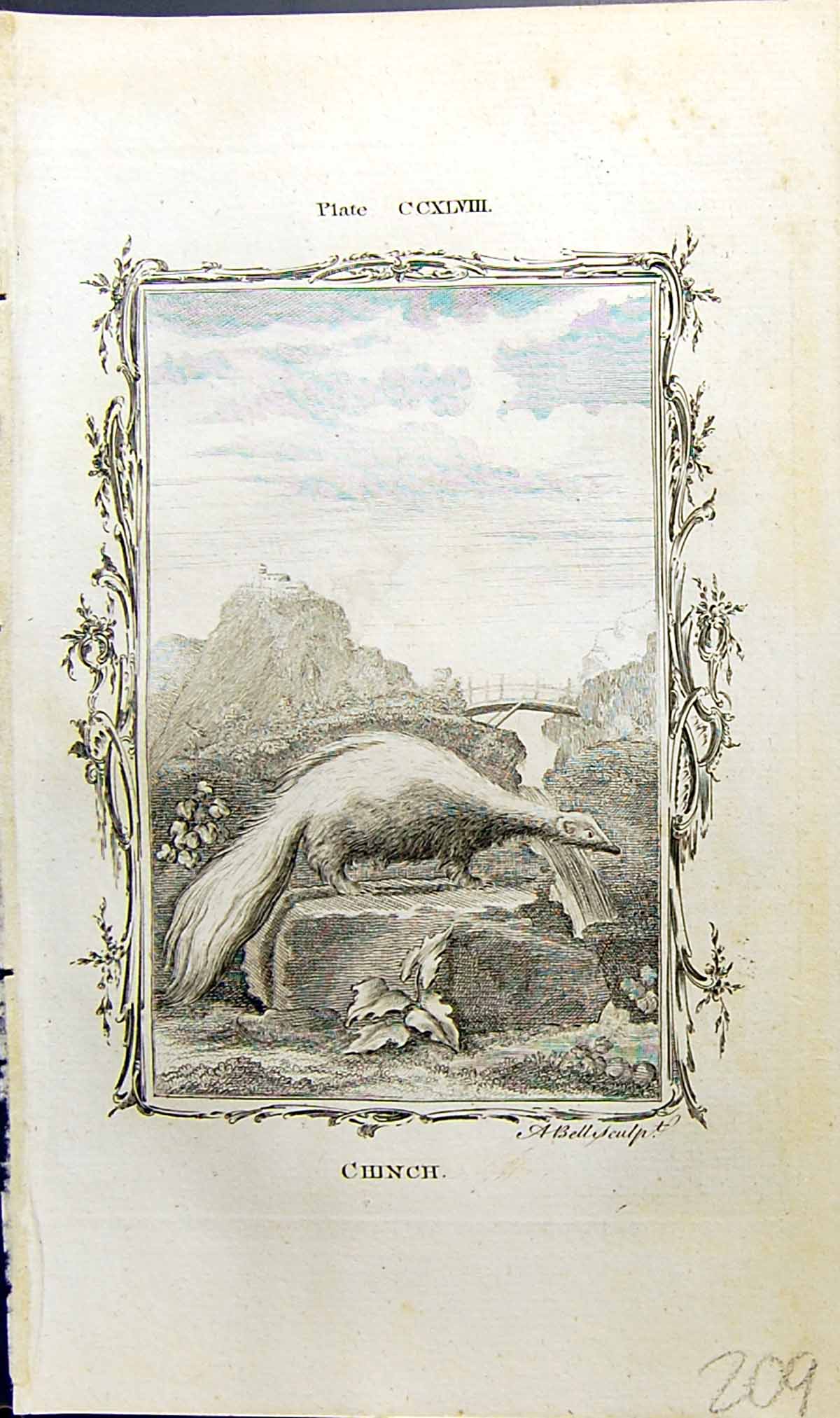Original Old Antique Print Chinch Bell Buffon Natural History Animal 1791 18th