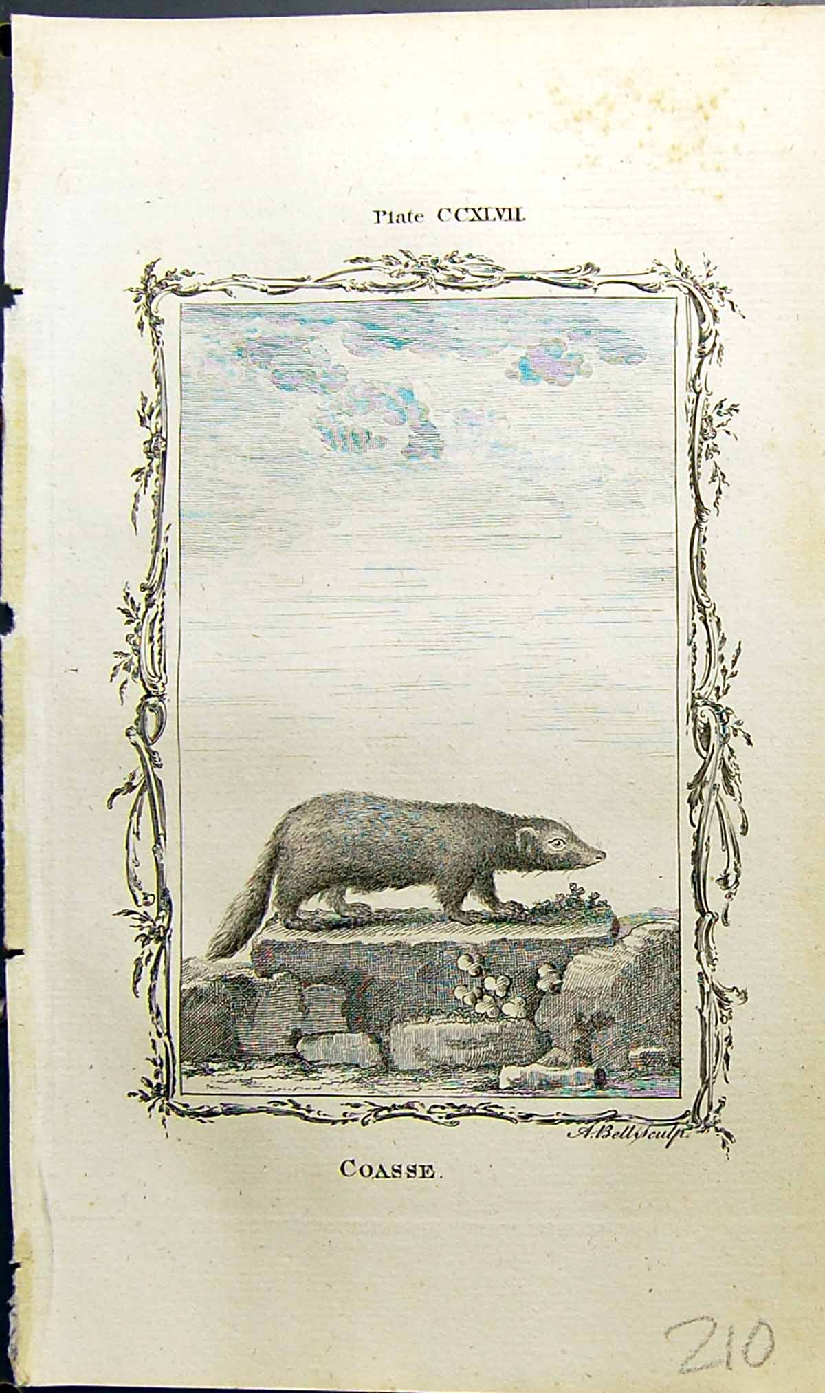 Original Old Antique Print Coasse Bell Buffon Natural History Animal 1791 18th