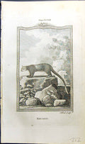 Original Old Antique Print Kincajou Bell Buffon Natural History Animal 1791