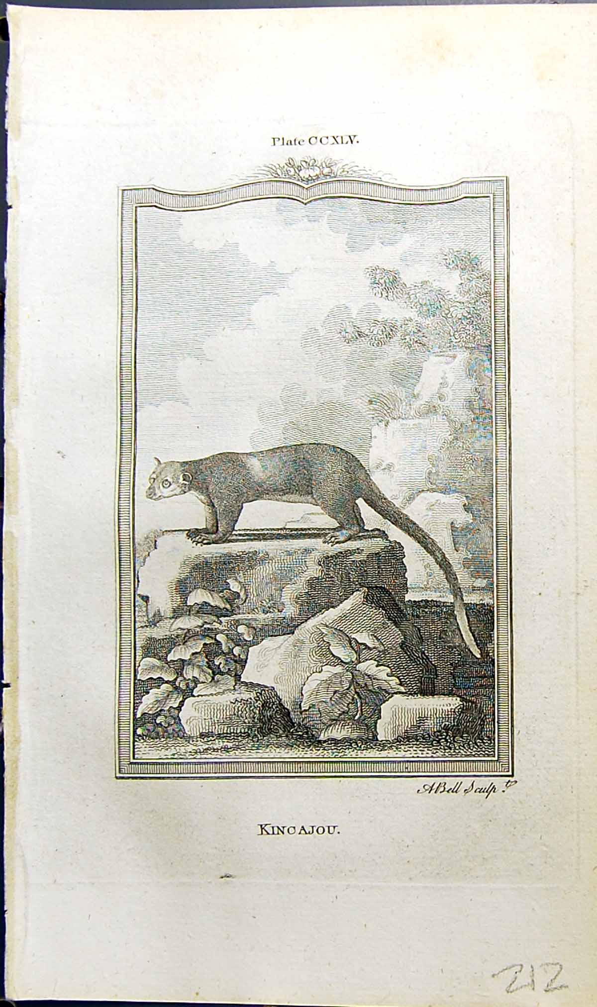 Original Old Antique Print Kincajou Bell Buffon Natural History Animal 1791