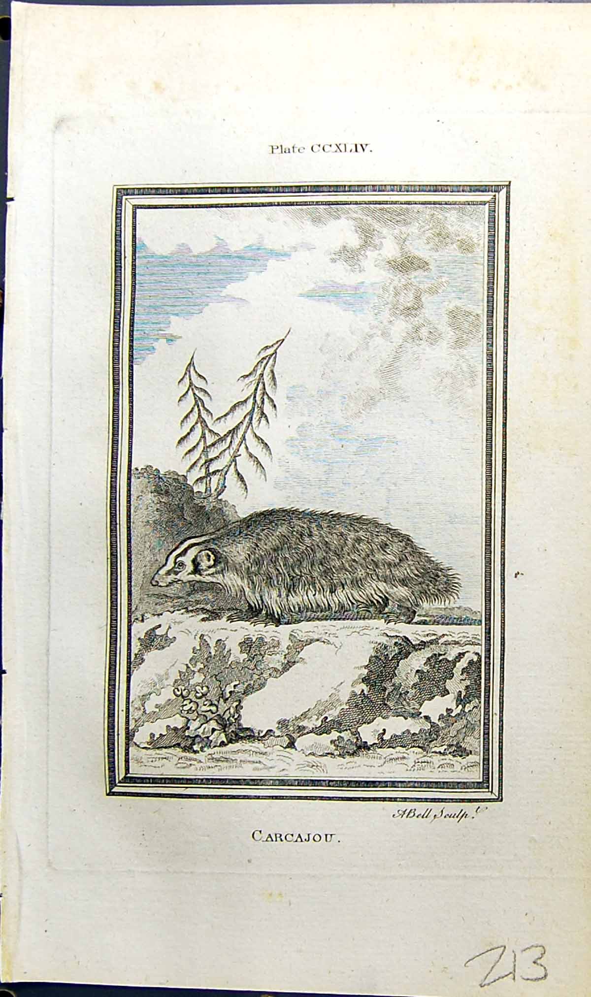 Original Old Antique Print Carcajou Bell Buffon Natural History Animal 1791