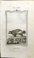 Original Old Antique Print Glutton Bell Buffon Natural History Animal 1791 18th