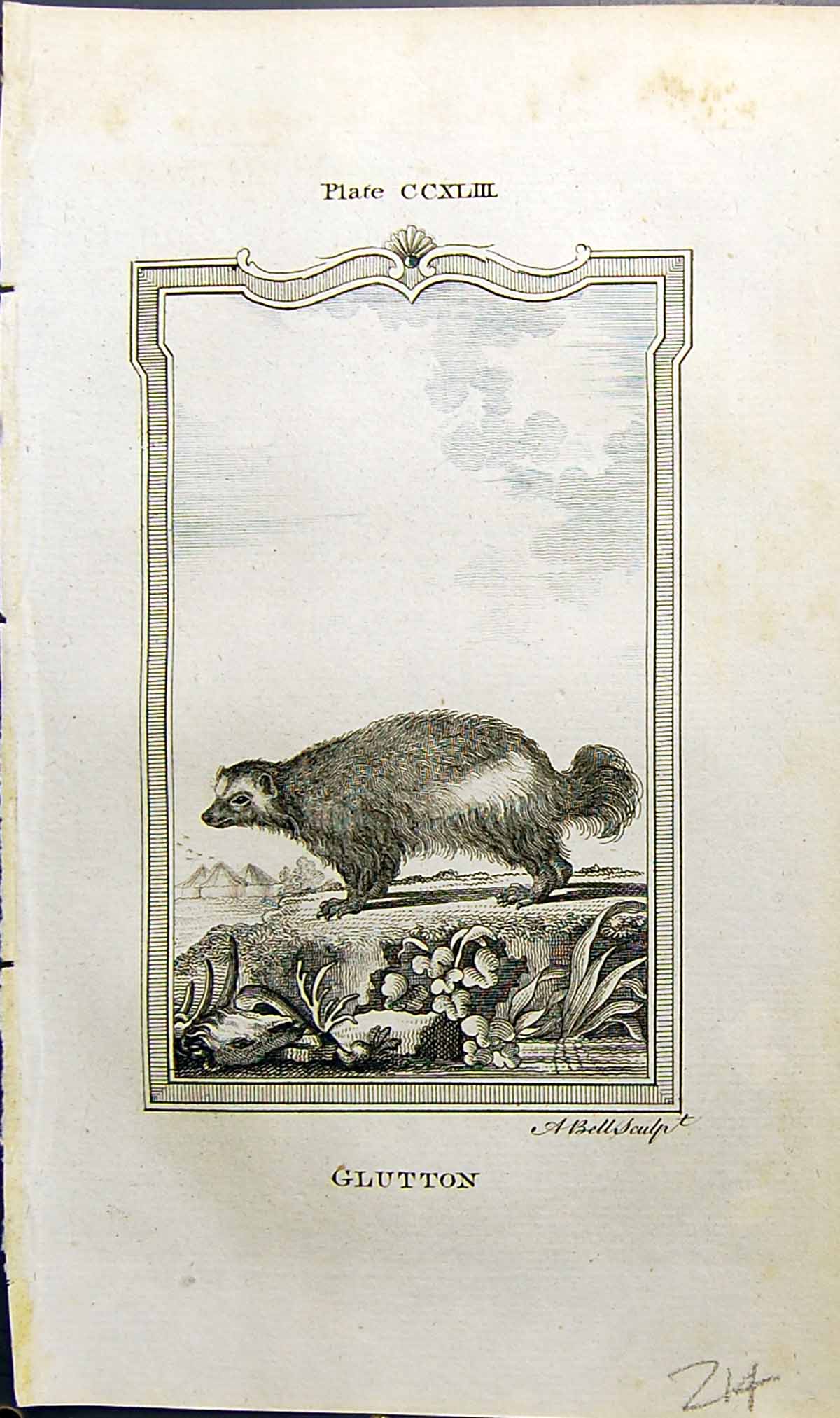 Original Old Antique Print Glutton Bell Buffon Natural History Animal 1791 18th