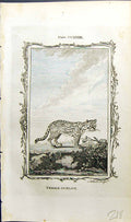 Old Antique Print Female Ocellot Bell Buffon Natural History Animal 1791 18th