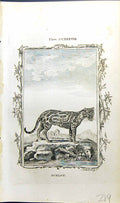 Original Old Antique Print Ocelot Bell Buffon Natural History Animal 1791 18th