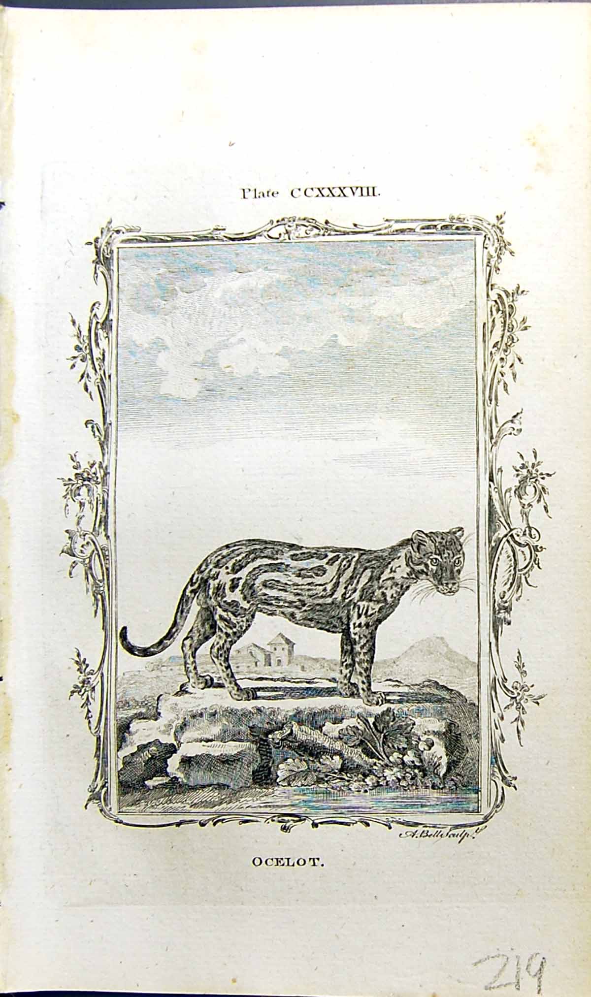 Original Old Antique Print Ocelot Bell Buffon Natural History Animal 1791 18th