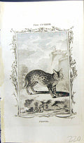 Original Old Antique Print Serval Bell Buffon Natural History Animal 1791 18th