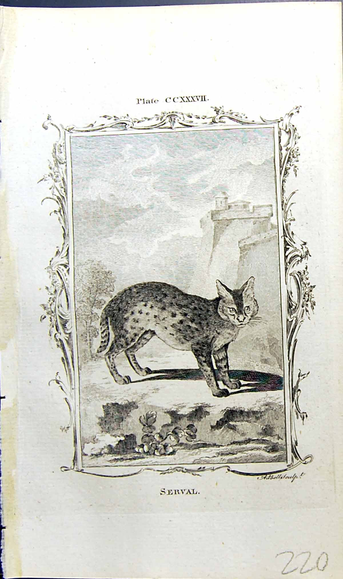 Original Old Antique Print Serval Bell Buffon Natural History Animal 1791 18th