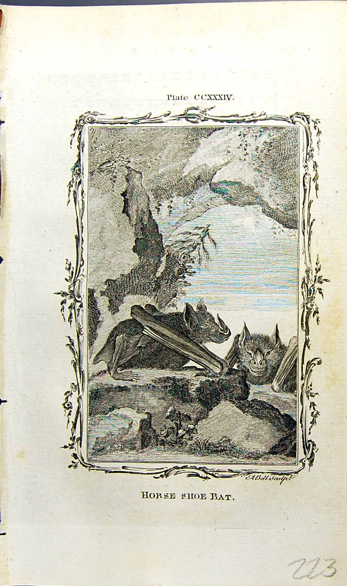 Old Antique Print Horse Shoe Bat Bell Buffon Natural History Animal 1791 18th