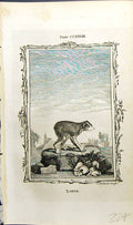 Original Old Antique Print Loris Bell Buffon Natural History Animal 1791 18th