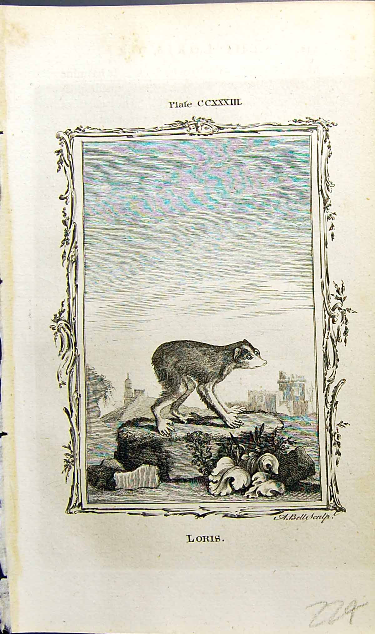 Original Old Antique Print Loris Bell Buffon Natural History Animal 1791 18th