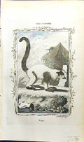 Original Old Antique Print Varl Bell Buffon Natural History Animal 1791 18th
