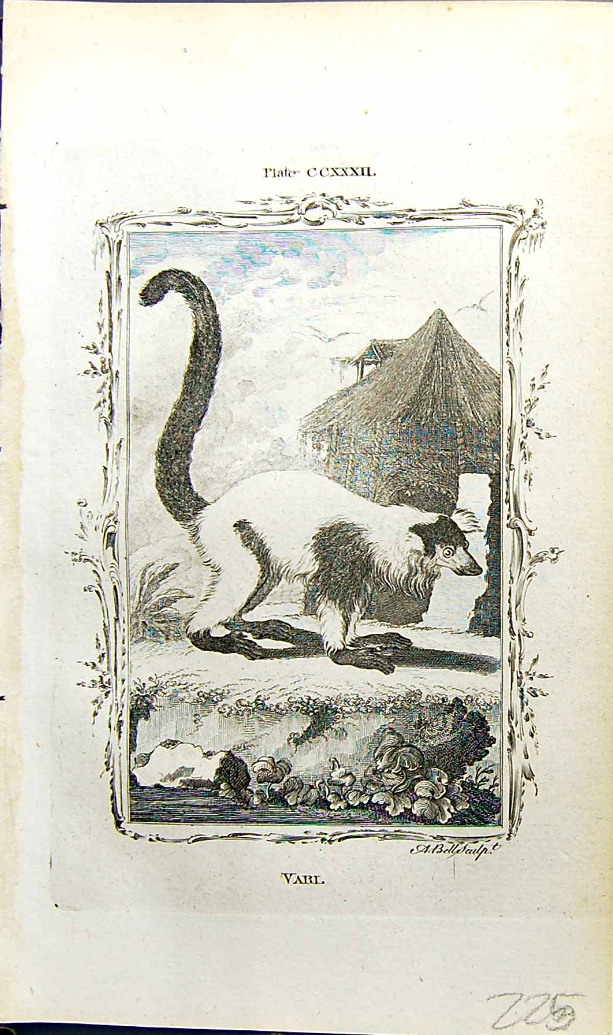 Original Old Antique Print Varl Bell Buffon Natural History Animal 1791 18th
