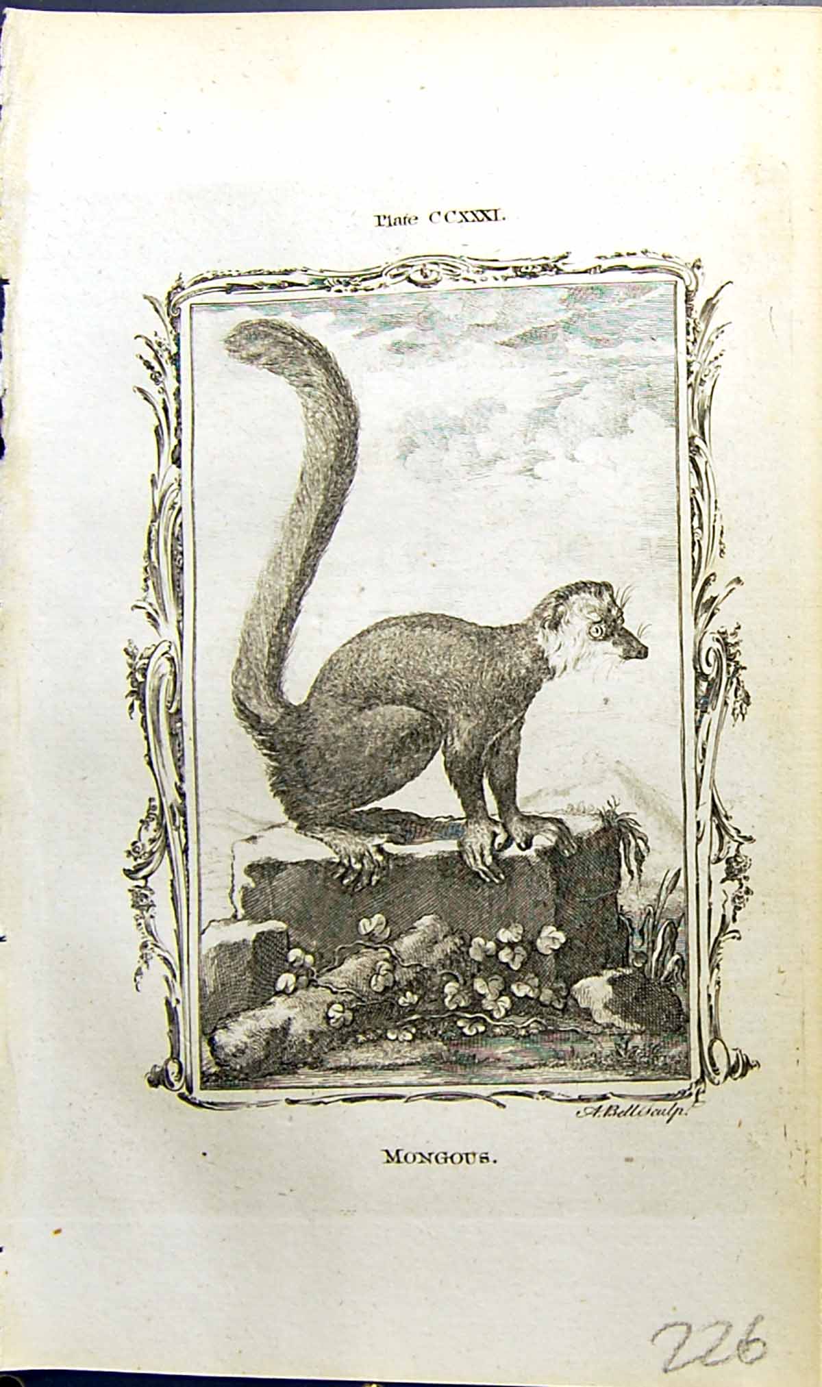 Original Old Antique Print Mongous Bell Buffon Natural History Animal 1791 18th