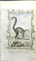 Original Old Antique Print Maucauco Bell Buffon Natural History Animal 1791