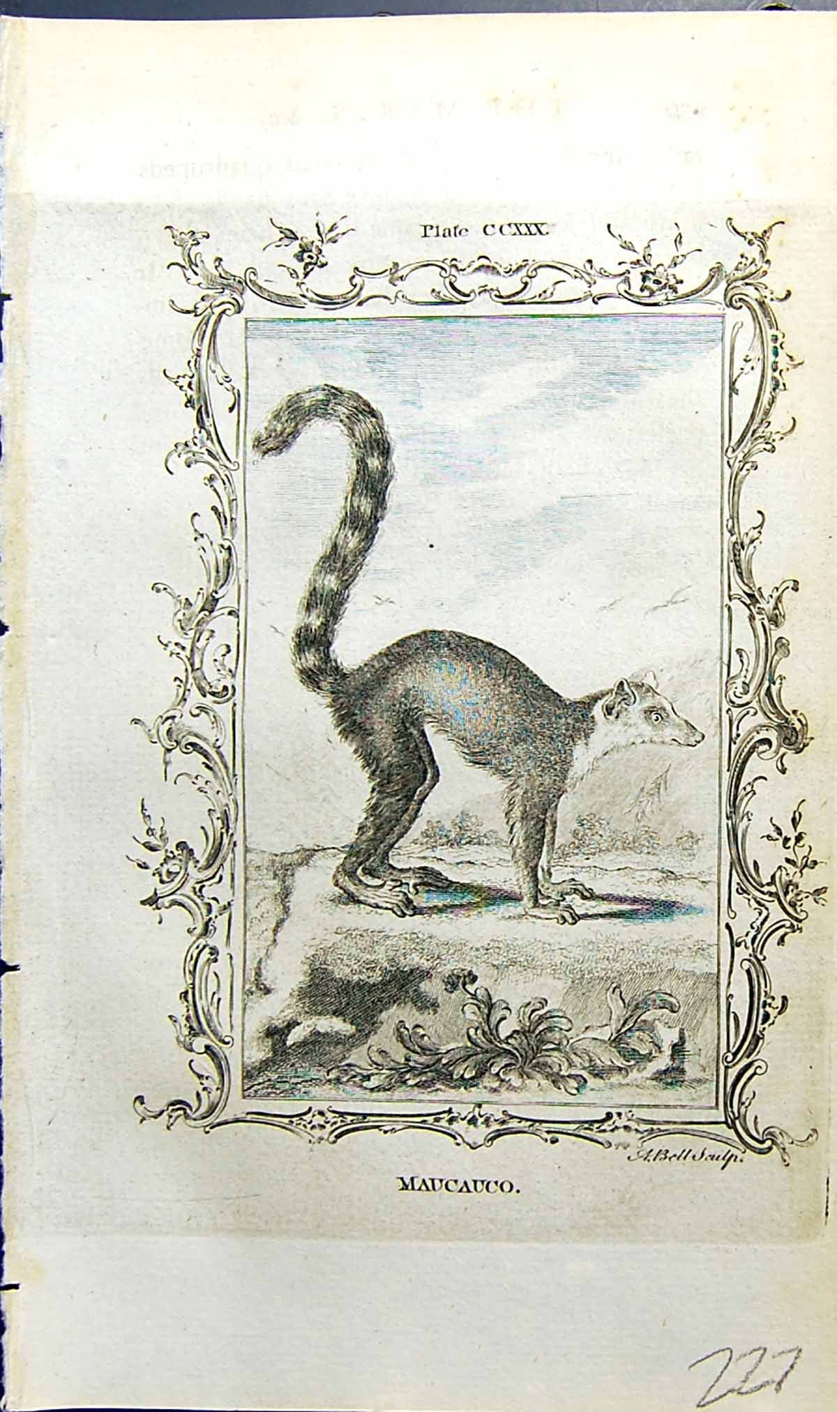 Original Old Antique Print Maucauco Bell Buffon Natural History Animal 1791