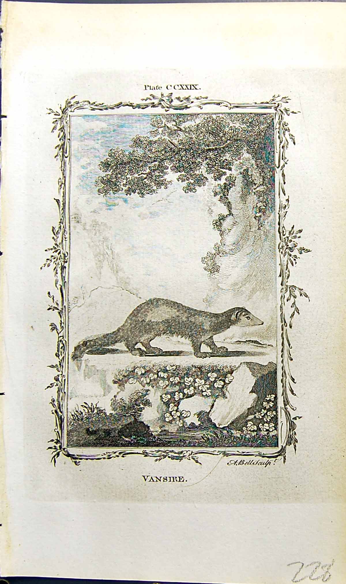 Original Old Antique Print Vansire Bell Buffon Natural History Animal 1791 18th