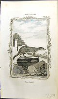 Original Old Antique Print Fossane Bell Buffon Natural History Animal 1791 18th