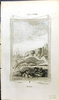 Original Old Antique Print Nems Bell Buffon Natural History Animal 1791 18th
