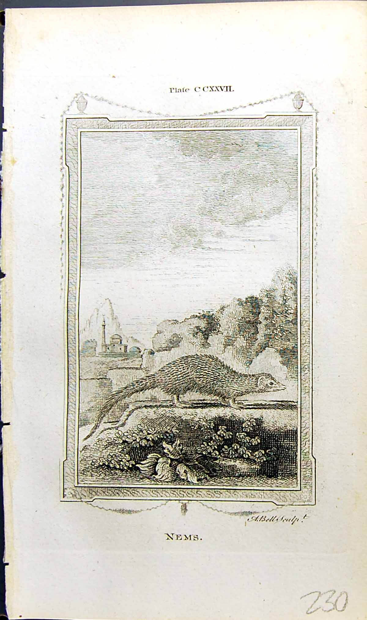Original Old Antique Print Nems Bell Buffon Natural History Animal 1791 18th