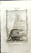 Original Old Antique Print Mangouste Bell Buffon Natural History Animal 1791