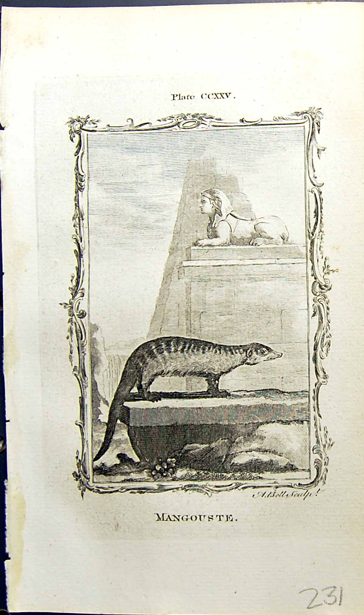Original Old Antique Print Mangouste Bell Buffon Natural History Animal 1791