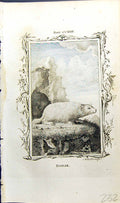 Original Old Antique Print Bobak Bell Buffon Natural History Animal 1791 18th
