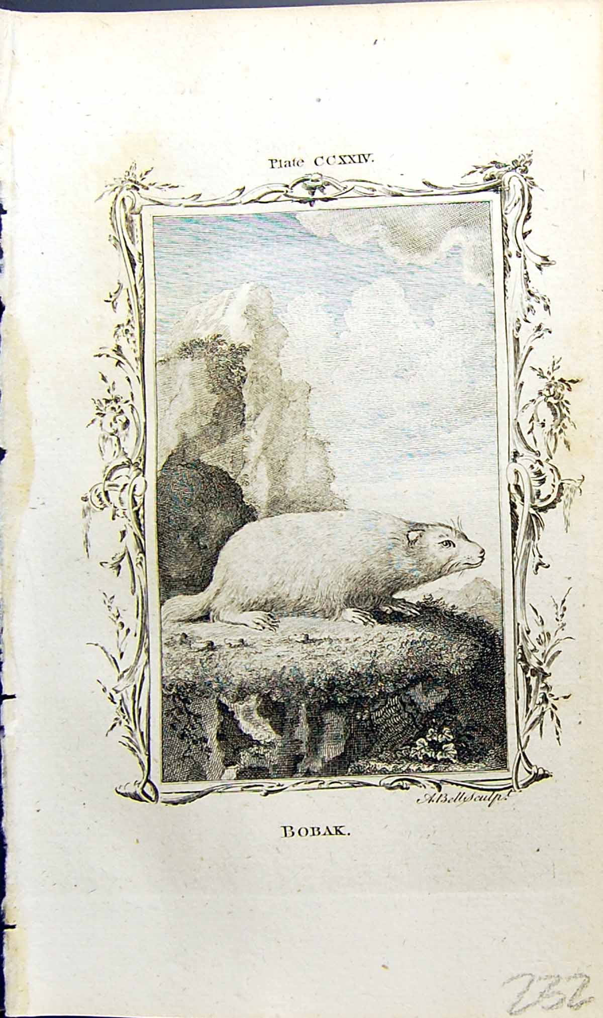 Original Old Antique Print Bobak Bell Buffon Natural History Animal 1791 18th