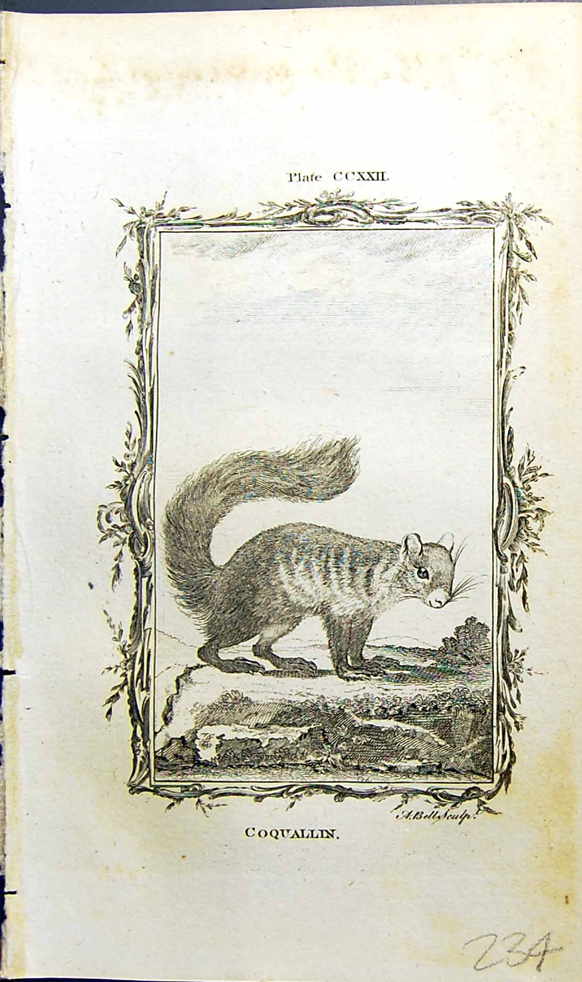 Original Old Antique Print Coquallin Bell Buffon Natural History Animal 1791