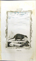 Original Old Antique Print Suricate Bell Buffon Natural History Animal 1791