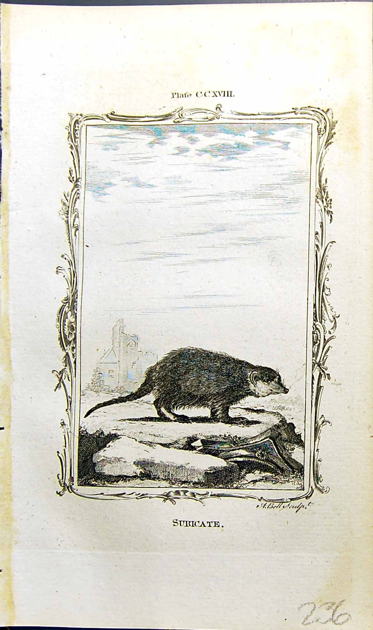 Original Old Antique Print Suricate Bell Buffon Natural History Animal 1791