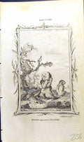 Old Print Young Three-Toed Sloth Bell Buffon Natural History Animal 1791 18th