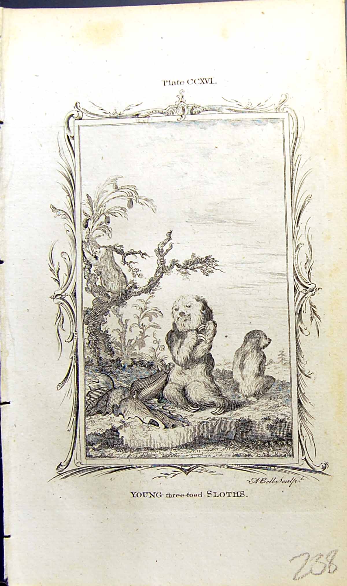 Old Print Young Three-Toed Sloth Bell Buffon Natural History Animal 1791 18th