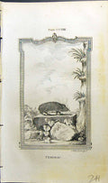 Original Old Antique Print Tendrac Bell Buffon Natural History Animal 1791 18th
